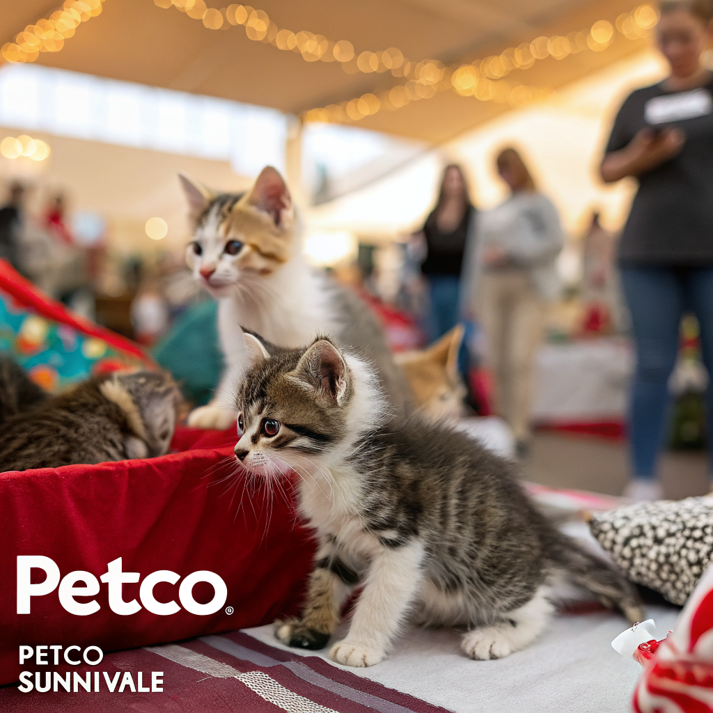 Bay Area Cats Offers Weekly Kitten Adoptions in Sunnyvale